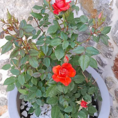 George's Platy Gyalos בית נופש *