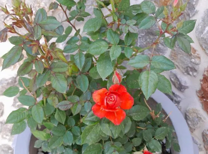 George's Platy Gyalos Tatil Evi *